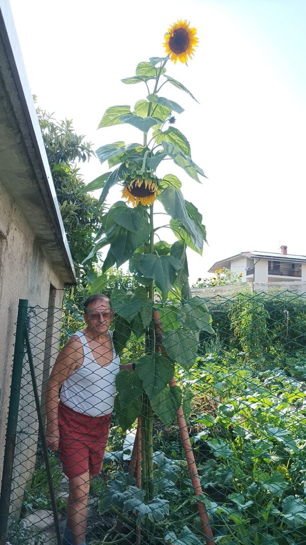 Francesco Lena
