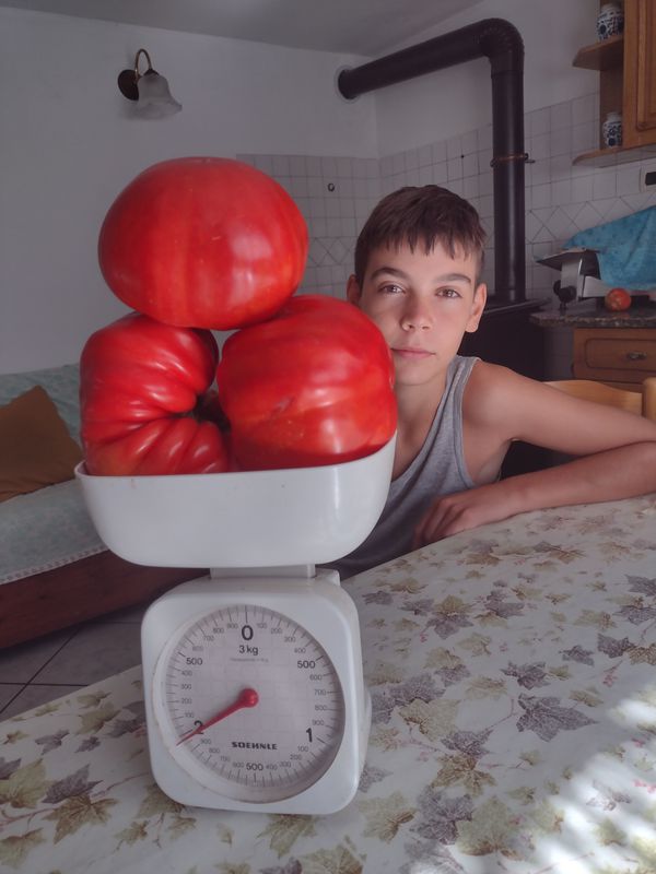 I pomodori del nonno