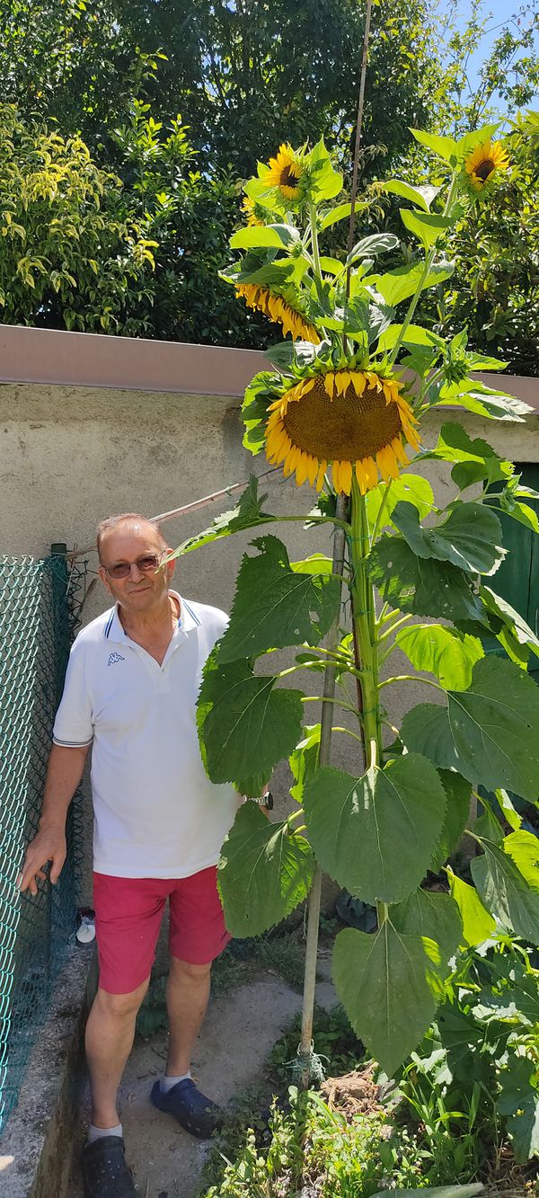 Il girasole di Francesco Lena