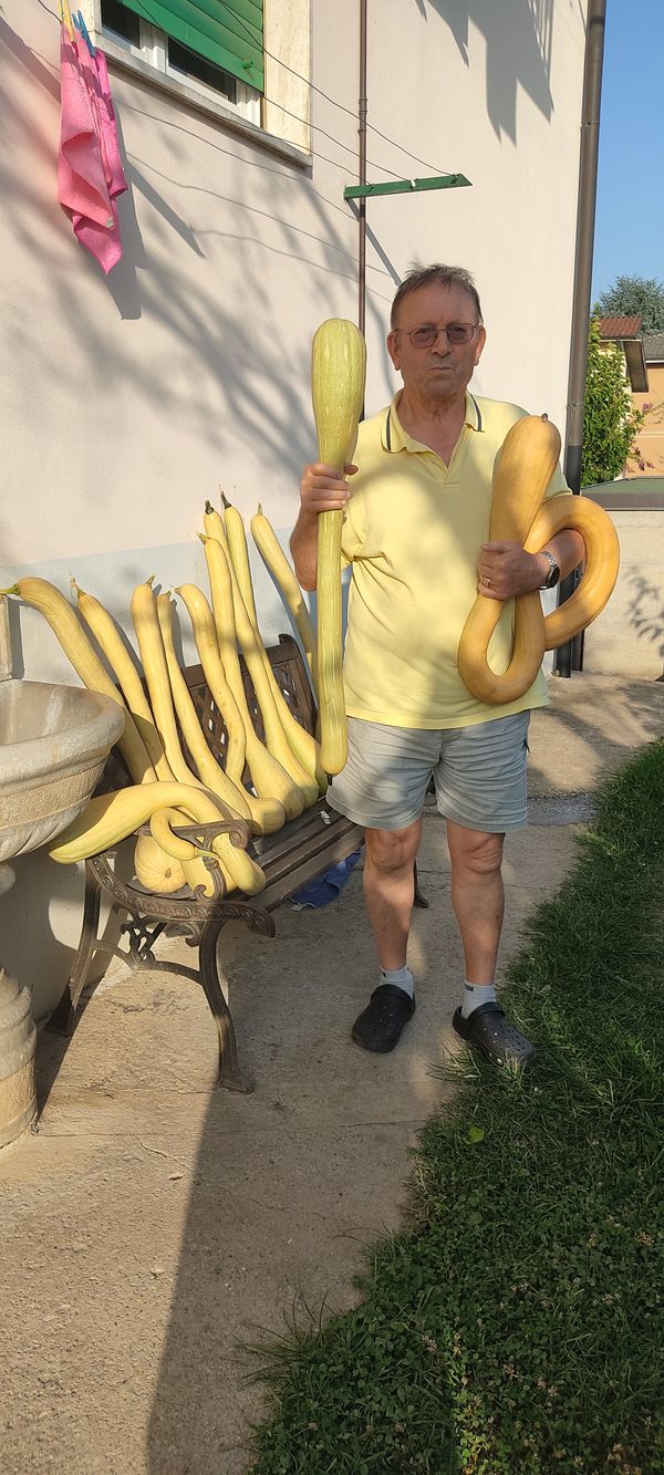 Le zucchine di Francesco Lena